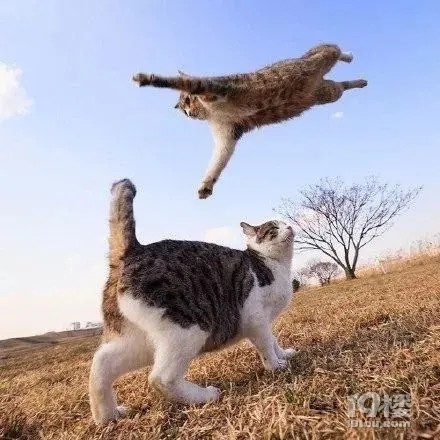 飞跃的猫