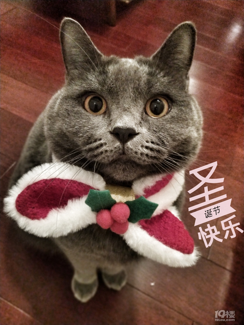 圣誕小精靈來啦