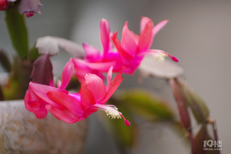 閑看庭前花開(kāi)花落，漫隨天外云卷云舒