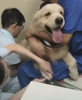 那只陪伴了我多年的狗子,昨晚走了