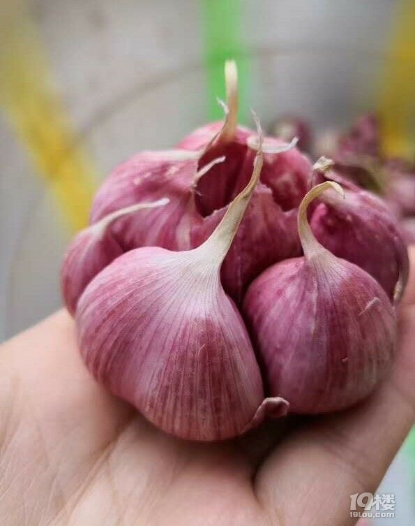 ֪NNԷУķNԷζĆ