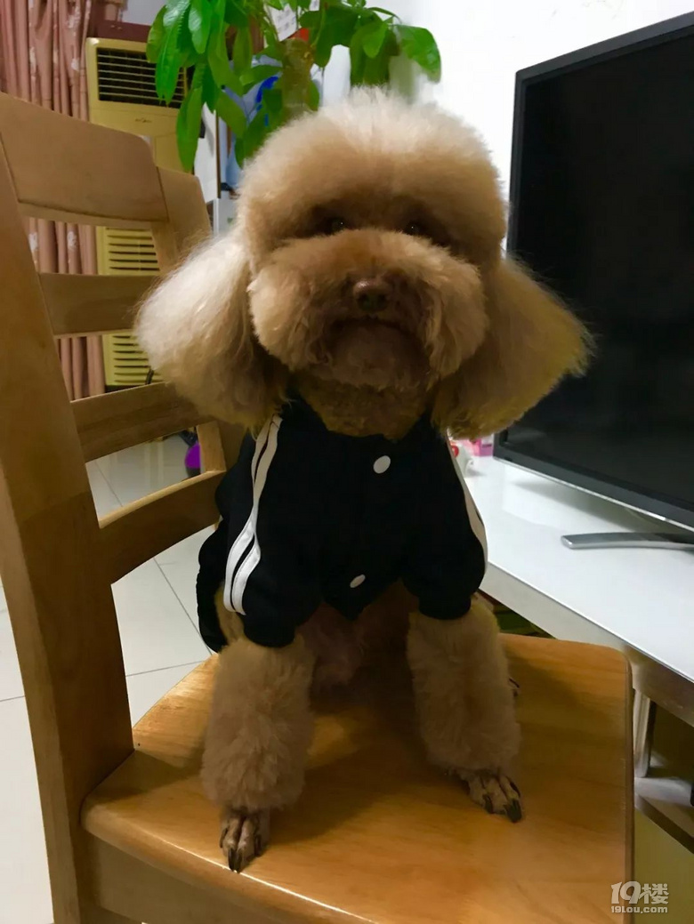 “Tony老師，我和我家狗都想你了！”