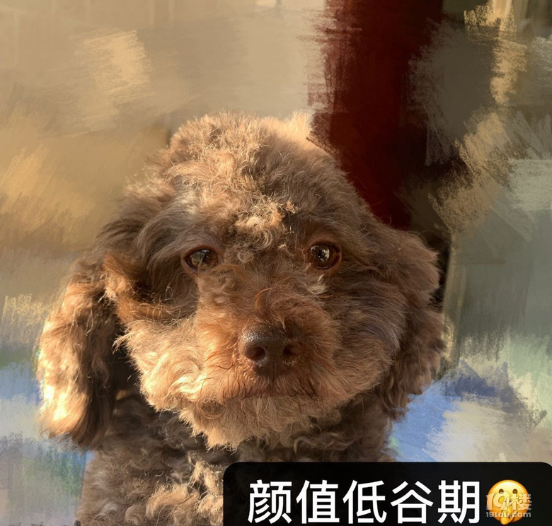 “Tony老師，我和我家狗都想你了！”