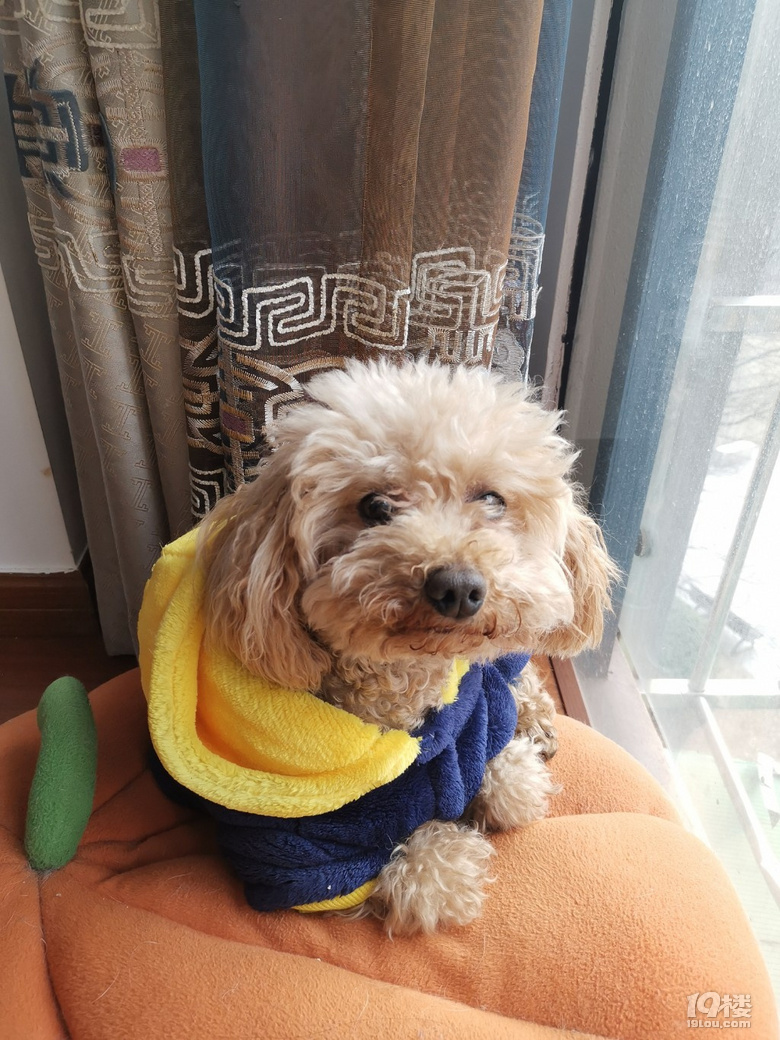 “Tony老師，我和我家狗都想你了！”