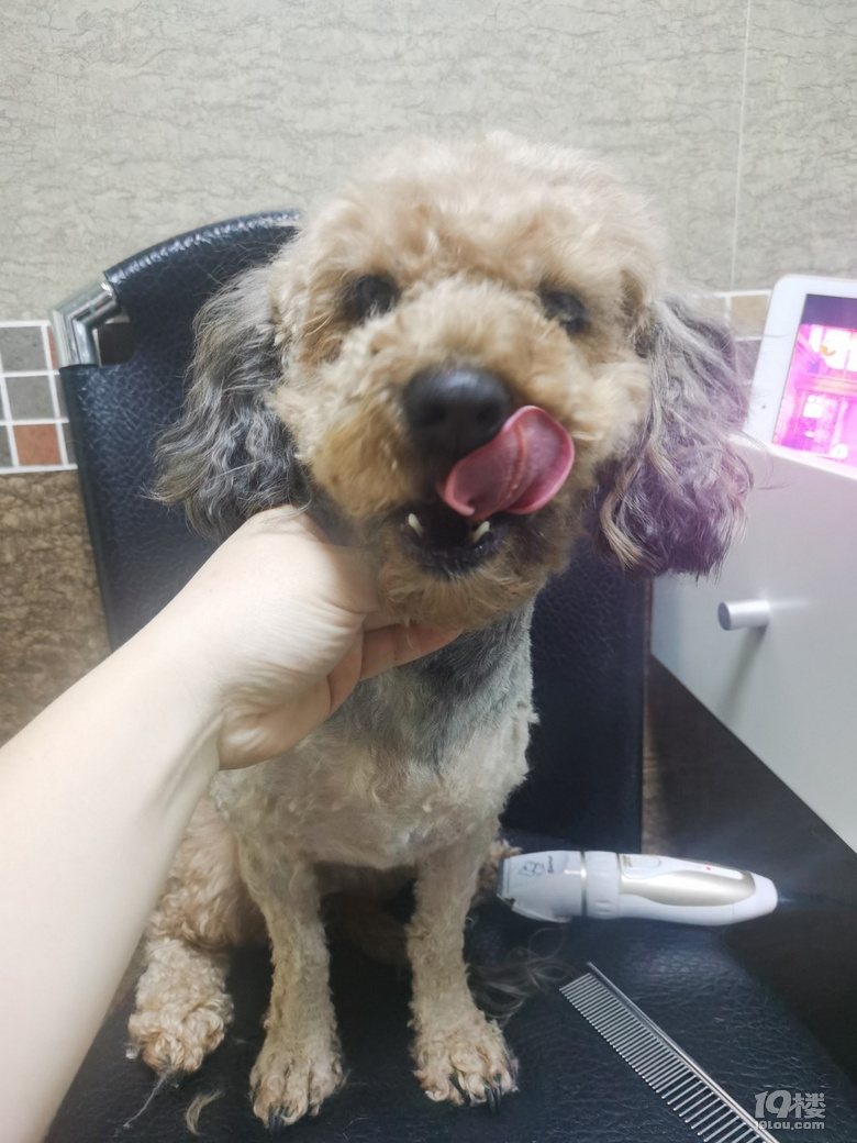 “Tony老師，我和我家狗都想你了！”