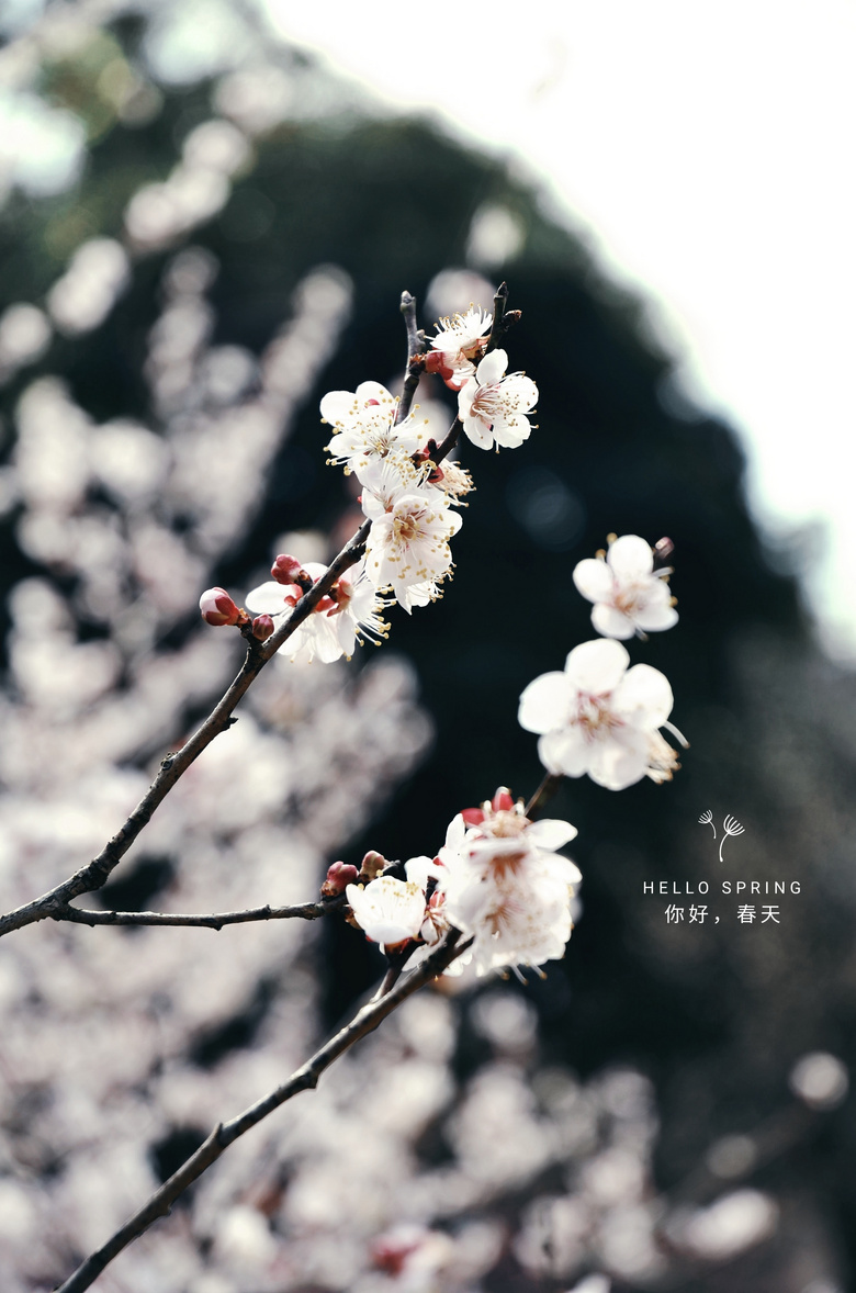 .Spring