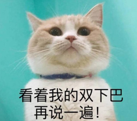 猫快乐是他们的我什么也没有只有双下巴