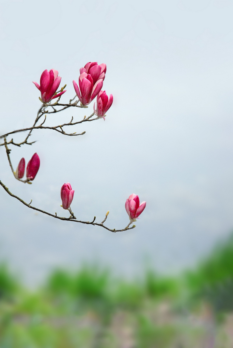 玉兰花开