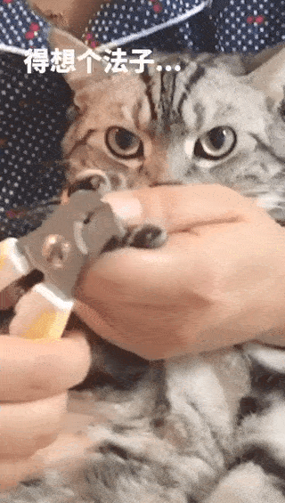 猫猫不让剪指甲,丧心病狂的铲屎官竟然用这种方式搞定