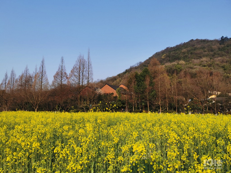 春到八卦田