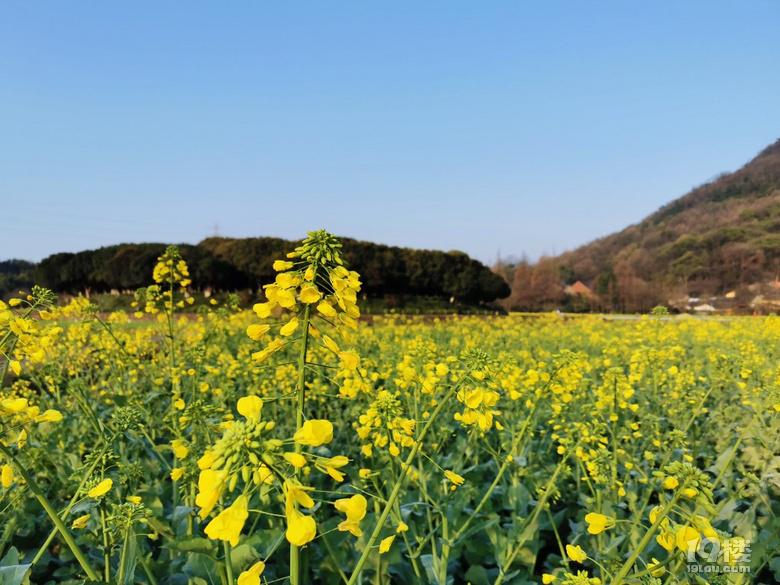 春到八卦田