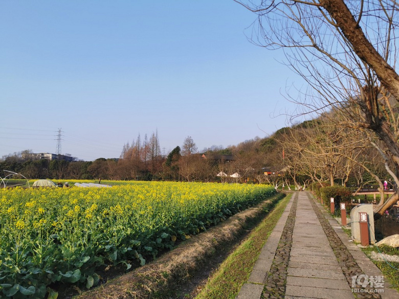 春到八卦田