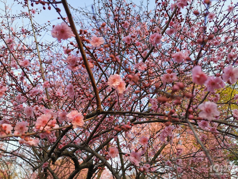 春到八卦田