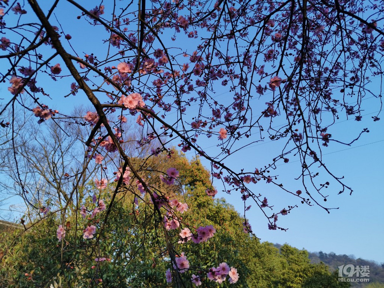 春到八卦田