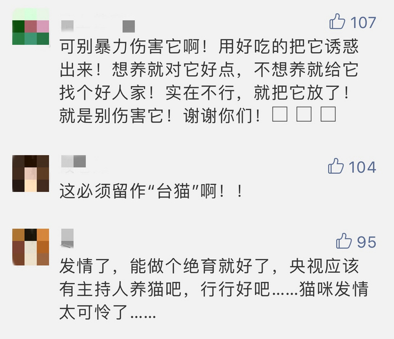 暖心大結(jié)局：央視“新聞貓”來找領(lǐng)養(yǎng)啦！