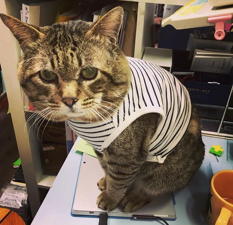 没想到网友给猫穿上衣服后,竟诞生了新品种:长颈猫!