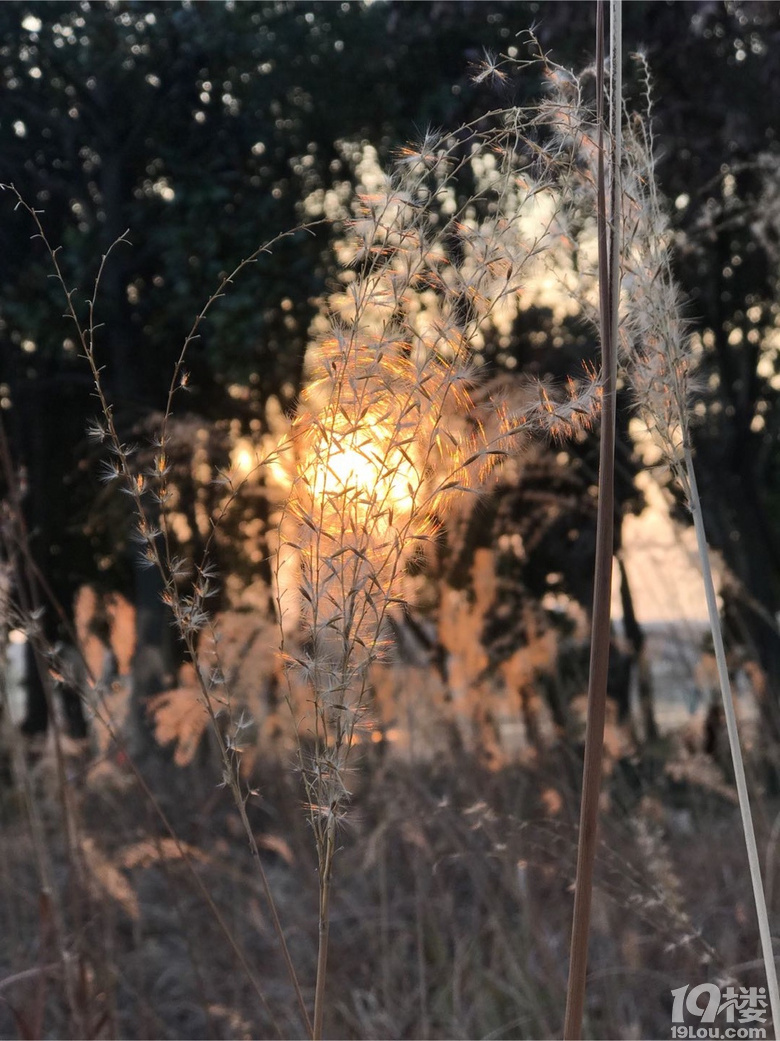 夕陽無限好