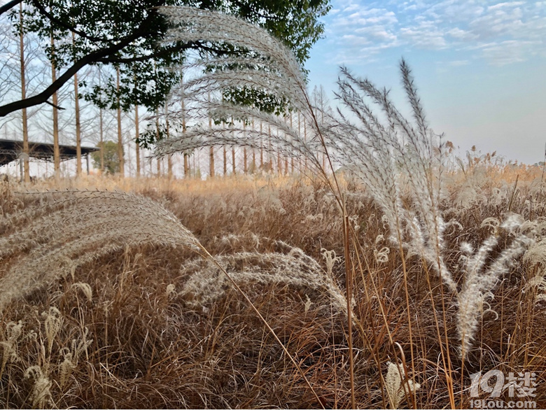 夕陽無限好
