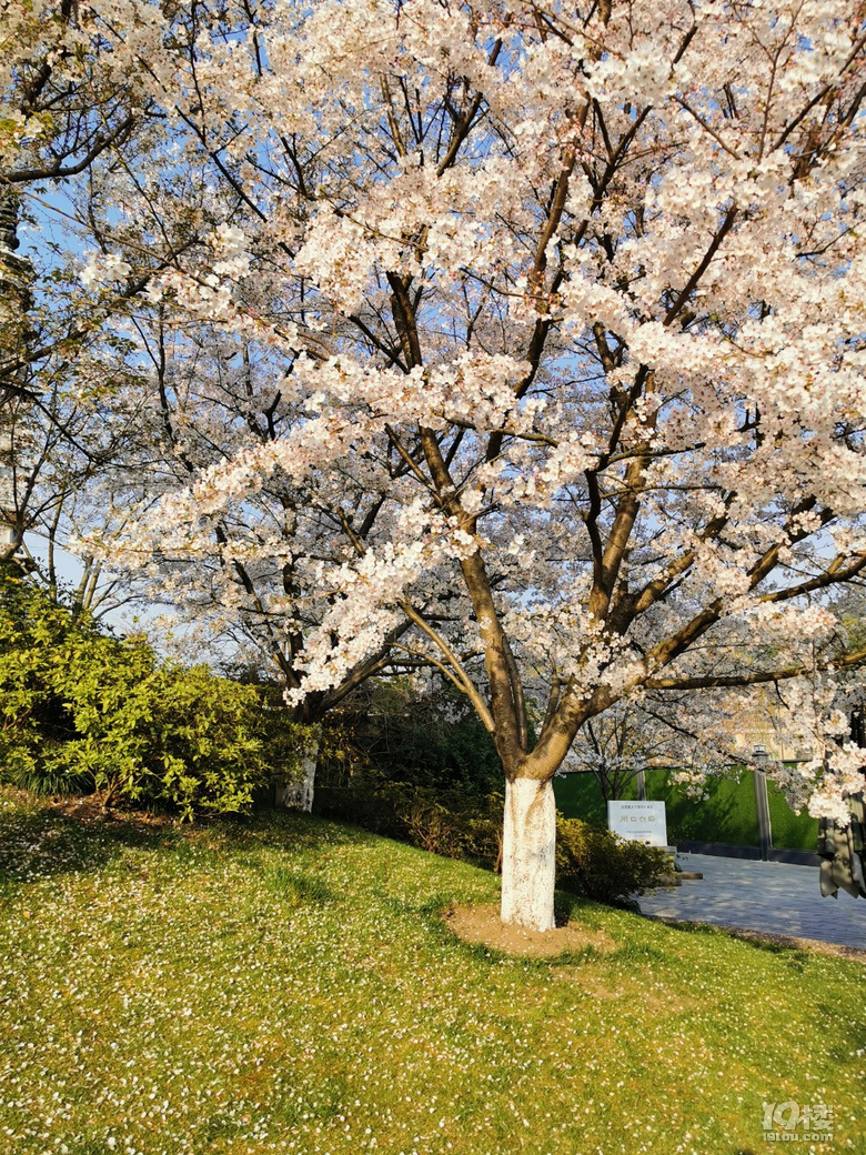 白塔公園的櫻花林………繽紛時刻