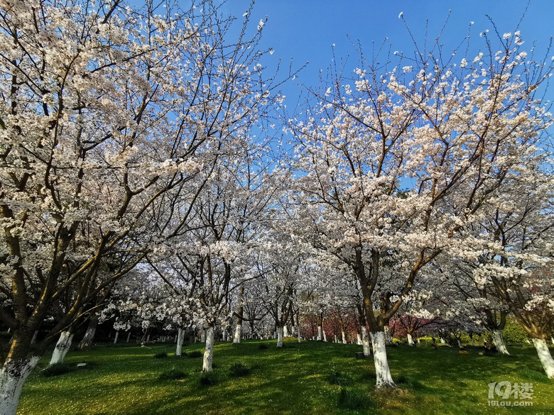 白塔公園的櫻花林………繽紛時刻