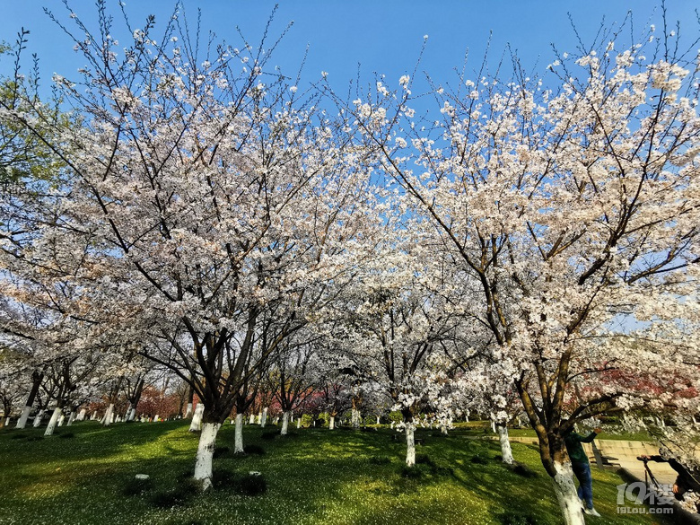 白塔公園的櫻花林………繽紛時刻