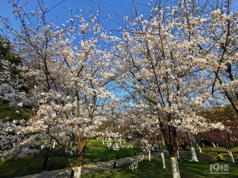 白塔公園的櫻花林………繽紛時刻