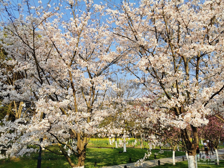 白塔公園的櫻花林………繽紛時刻