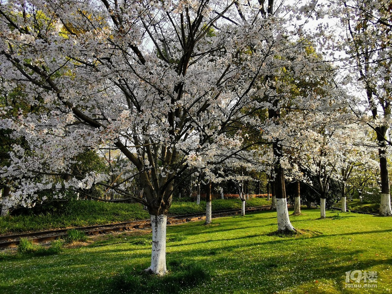 白塔公園的櫻花林………繽紛時刻