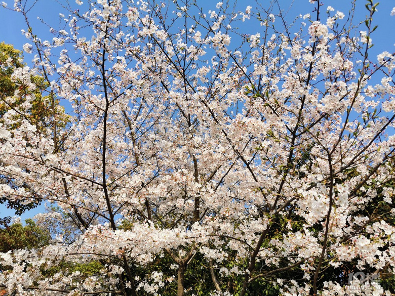 白塔公園的櫻花林………繽紛時刻