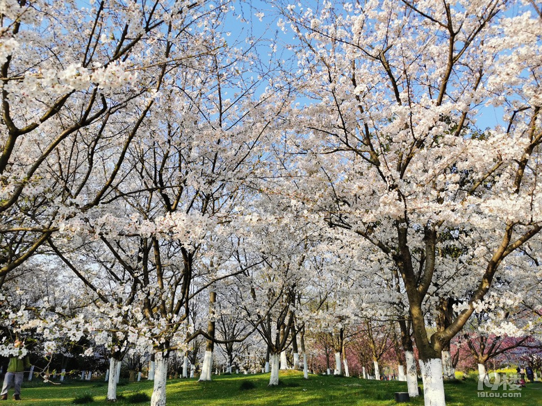 白塔公園的櫻花林………繽紛時刻