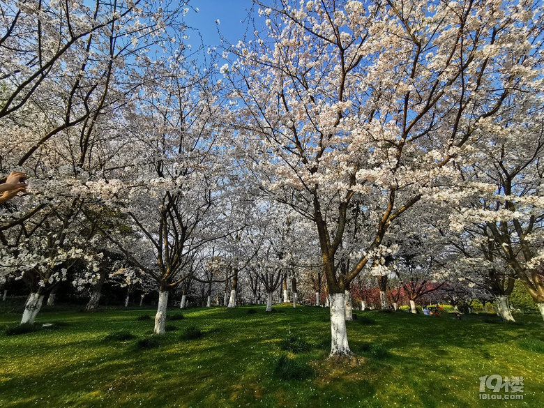 白塔公園的櫻花林………繽紛時刻