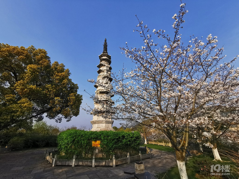 白塔公園的櫻花林………繽紛時刻