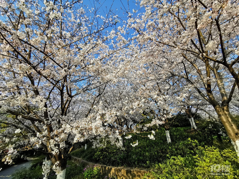 白塔公園的櫻花林………繽紛時刻