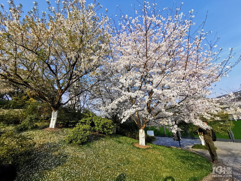 白塔公園的櫻花林………繽紛時刻