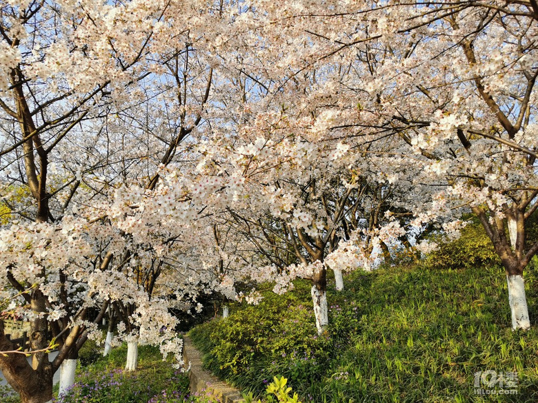 白塔公園的櫻花林………繽紛時刻