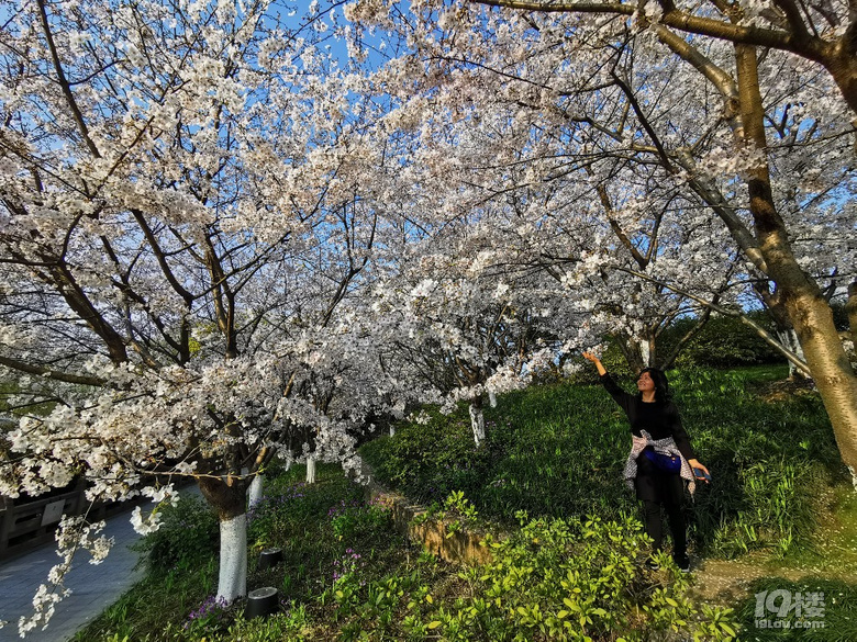 白塔公園的櫻花林………繽紛時刻