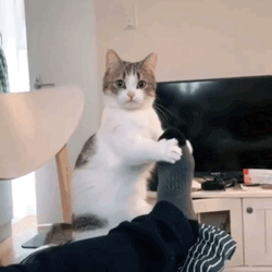 250_250gif 动态图 动图
