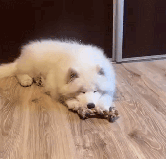 340_325gif 动态图 动图