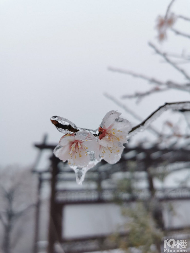 今天臨安下雪啦！�。『么蟮难�！沒想到在這三月底還能看到雪，還
