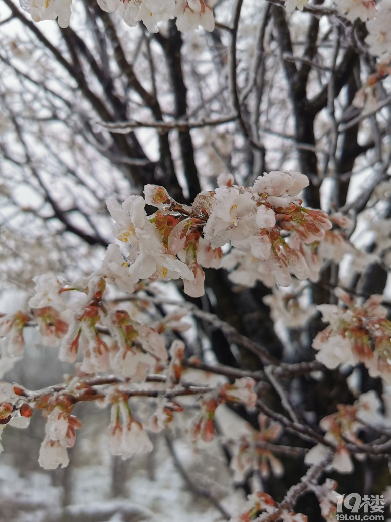 今天臨安下雪啦�。�！好大的雪！沒想到在這三月底還能看到雪，還