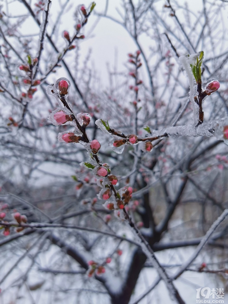 今天臨安下雪啦�。�！好大的雪！沒想到在這三月底還能看到雪，還