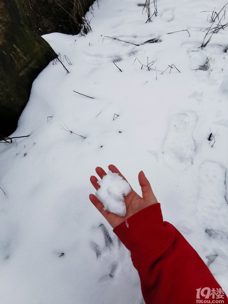今天臨安下雪啦�。。『么蟮难�！沒想到在這三月底還能看到雪，還