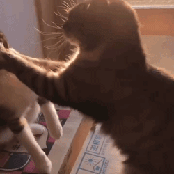 两只猫为谁先给对方洗脸大打出手,没见过这么谦让的场面