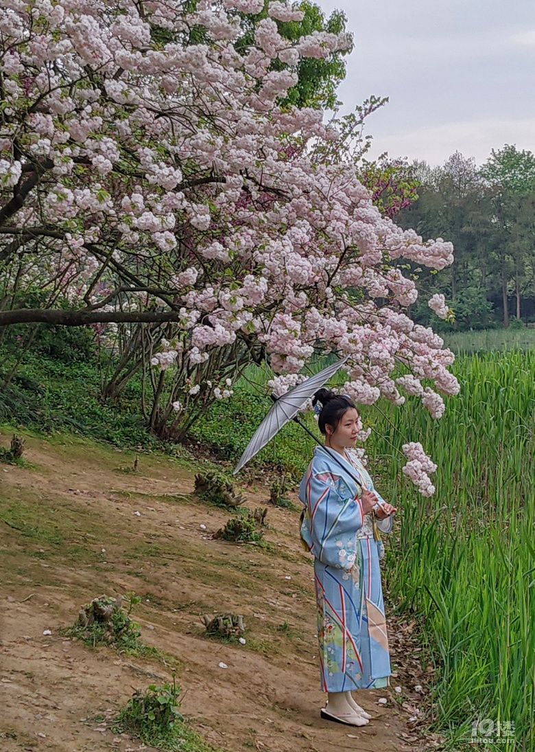 烏龜潭日本晚櫻
