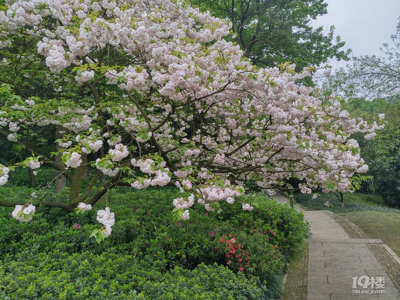 烏龜潭日本晚櫻