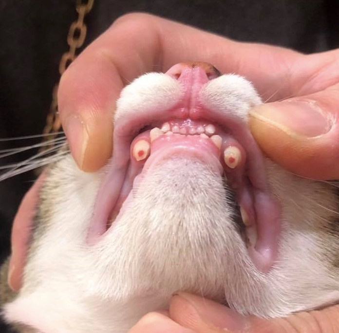 "猫咬人好疼,我准备把它的牙齿磨平…"