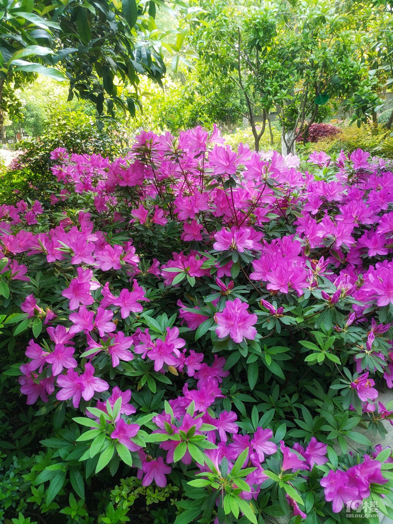 黎明公園杜鵑節(jié)