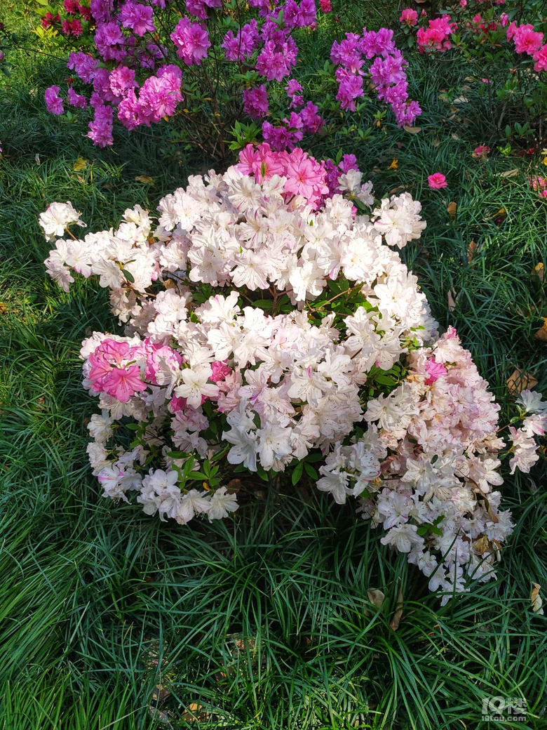 黎明公園杜鵑節(jié)