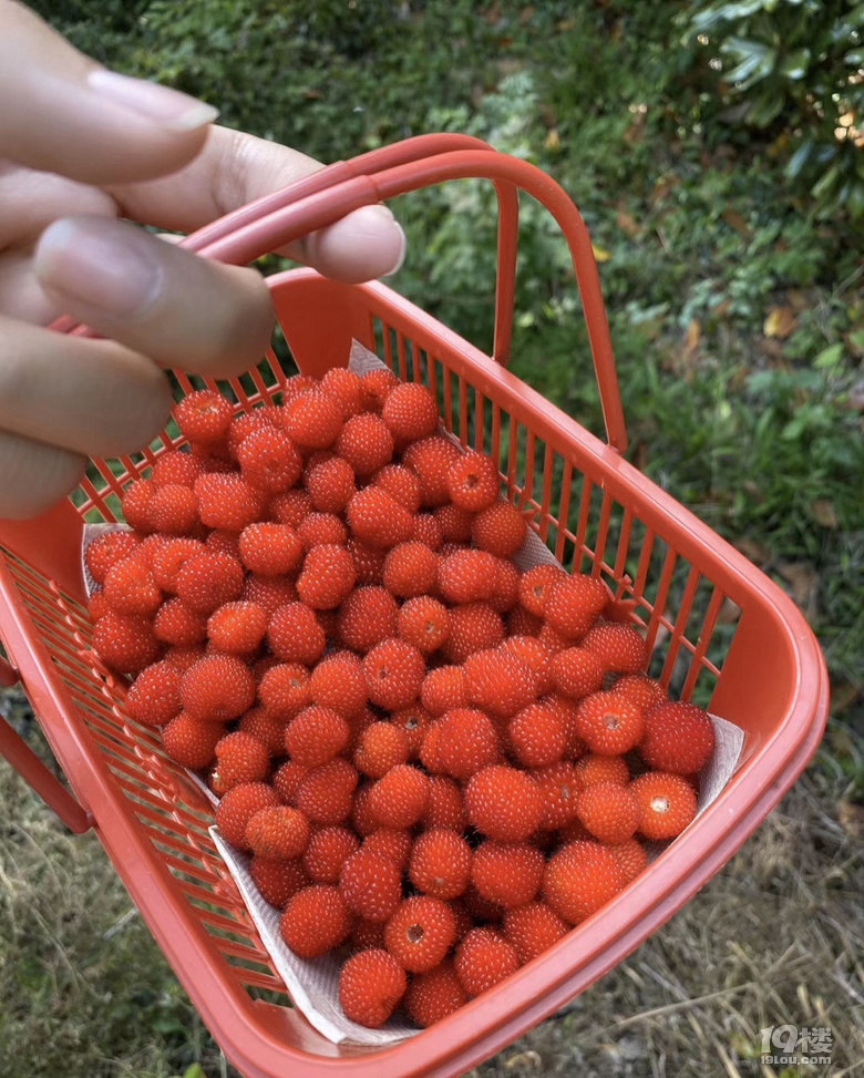 摘覆盆子
