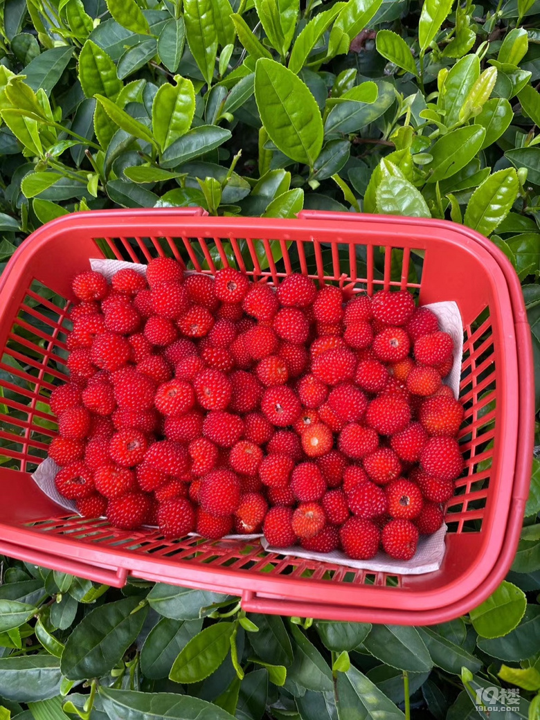 摘覆盆子